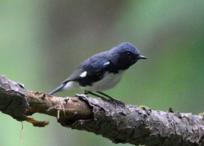 Black-throated Blue Warbler; male