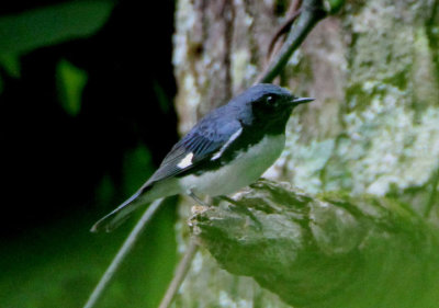 Black-throated Blue Warbler; male