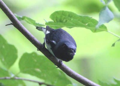 Black-throated Blue Warbler; male