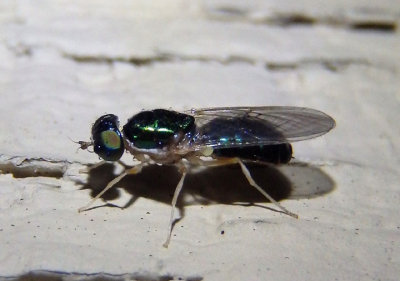 Cephalochrysa nigricornis; Soldier Fly species