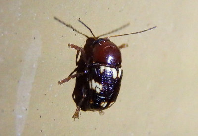 Cryptocephalus badius; Case-bearing Leaf Beetle species