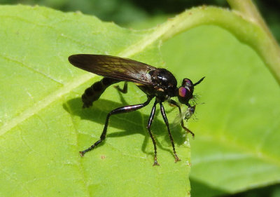 Dioctria hyalipennis; Robber Fly species