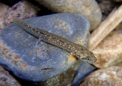 Blue Ridge Two-lined Salamander larva
