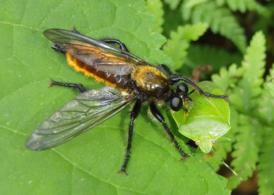Laphria sericea/aktis complex; Robber Fly species with Green Stink Bug prey