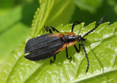 Lyconotus lateralis; Net-winged Beetle species