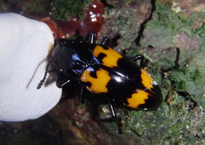 Megalodacne heros; Pleasing Fungus Beetle species