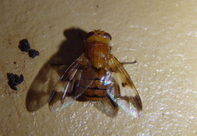 Oestrophasia calva; Bristle Fly species