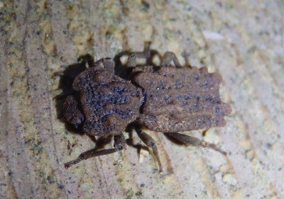 Phellopsis obcordata; Eastern Ironclad Beetle