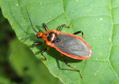 Rhiginia cruciata; Scarlet-bordered Assassin Bug