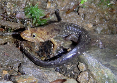 Ocoee Salamander