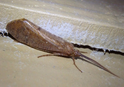 Ptilostomis Giant Casemaker Caddisfly species