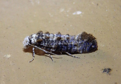 0317 - Xylesthia pruniramiella; Speckled Xylesthia Moth