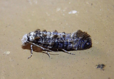 0317 - Xylesthia pruniramiella; Speckled Xylesthia Moth