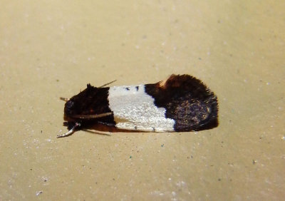 0319 - Kearfottia albifasciella; Clothes Moth species