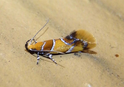 1046 - Epicallima argenticinctella; Orange-headed Epicallima Moth