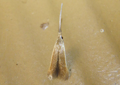 1301.1 - Coleophora limosipennella; Casebearer Moth species