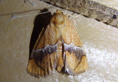 4665 - Lithacodes fasciola; Yellow-shouldered Slug Moth