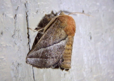 4679 - Natada nasoni; Nason's Slug Moth