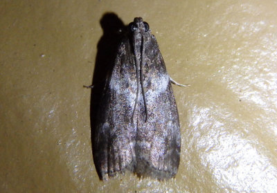 5775.1 - Salebriaria fasciata; Pyralid Moth species