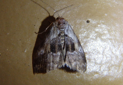 9040 - Hyperstrotia secta; Black-patched Graylet Moth