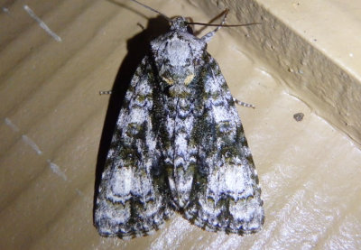 9226 - Acronicta superans; Splendid Dagger