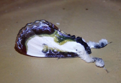 9301 - Eudryas grata; Beautiful Wood-nymph