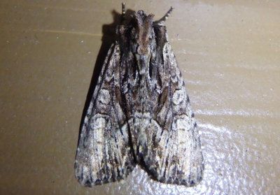9329 - Apamea cariosa; Dart Moth species
