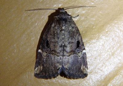 9678 - Elaphria versicolor; Variegated Midget