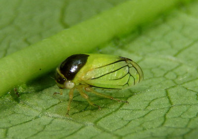 Acutalis tartarea; Treehopper species