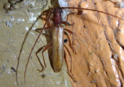Aneflomorpha subpubescens; Long-horned Beetle species