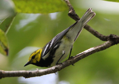 Black-throated Green Warbler; male