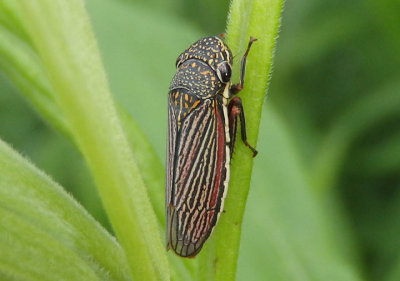 Cuerna costalis; Sharpshooter species