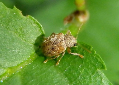 Demotina modesta; Leaf Beetle species
