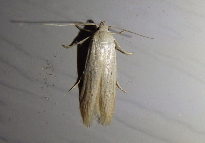 1221 - Holcocera immaculella; Scavenger Moth species