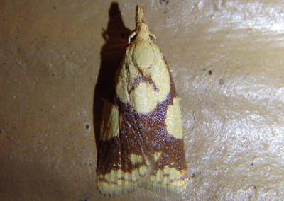3720.1 - Cenopis ferreana; Tortricid Moth species