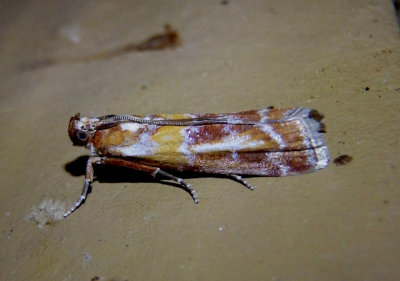 5847 - Dioryctria disclusa; Webbing Coneworm Moth