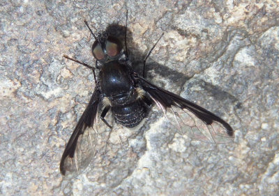 Anthrax argyropygus; Bee Fly species
