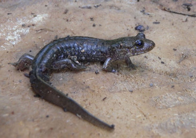 Cherokee Blackbelly Salamander