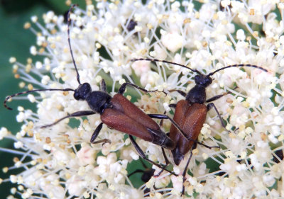 Brachyleptura champlaini; Flower Longhorn species