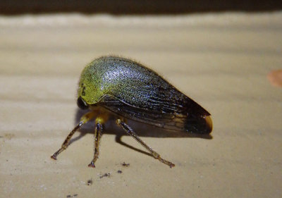 Carynota mera; Treehopper species