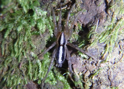 Cesonia bilineata; Ground Spider species