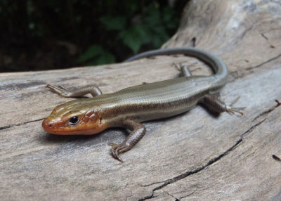 Common Five-lined Skink 