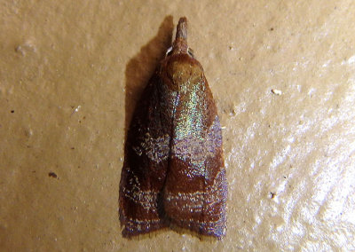3716 - Cenopis diluticostana; Spring Dead-leaf Roller