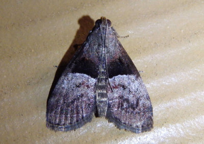 5595 - Pococera robustella; Pine Webworm Moth