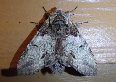 7975 - Macrurocampa marthesia; Mottled Prominent