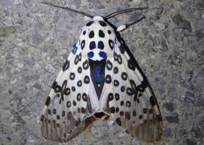8146 - Hypercompe scribonia; Giant Leopard Moth