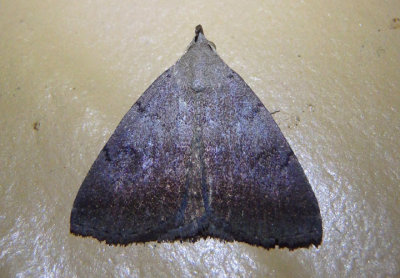 8350 - Zanclognatha martha; Litter Moth species