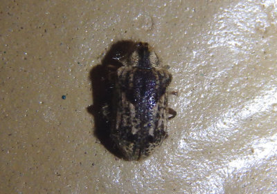 Trichodesma klagesi; Death-watch Beetle species