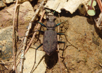 Cylindera unipunctata; One-spotted Tiger Beetle