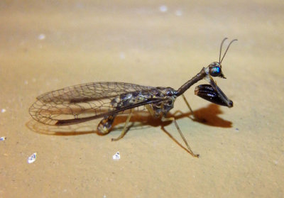 Dicromantispa sayi; Mantidfly species